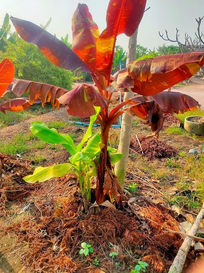 Siam Ruby Banana Tree - 4 Live Starter Plants - Musa - Edible Fruit Bearing Tree for The Patio and Garden