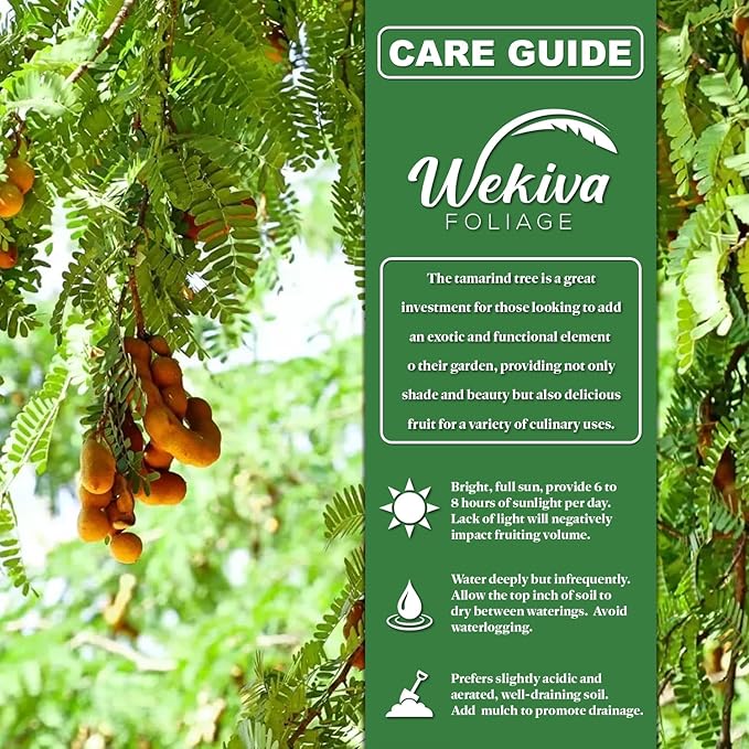 Tamarind Tree - Sampaloc - Live Plant in a 1 Gallon Growers Pot - Tamarindus Indica - Beautiful Edible Fruit Bearing Tree for Patio and Garden