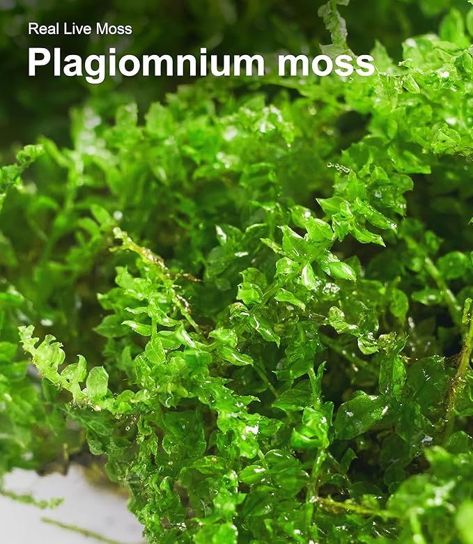 Live Moss – Plagiomnium Moss (3 Sheets, Each Approx. 3.5"x7") for Terrariums, Moss Balls, Bonsai & Natural Plant Decor – Naturally Grown, Reusable, Not Artificial