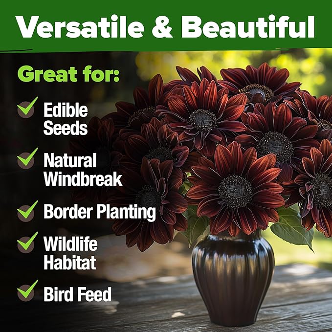 HOME GROWN Chocolate Cherry Sunflower Seeds – 75 𝗡𝗢𝗡-𝗚𝗠𝗢 𝗨𝗦𝗔 Heirloom Seeds for Planting Burgundy Sunflowers – Tall Flower for Garden, Pollinators, Butterflies (Helianthus annuus)