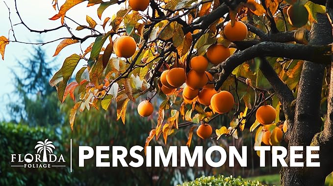 Persimmon Fruit Trees | 10 Live Trees | Diospyros Kaki | Edible Fruit Tree for Home Gardens | Cold Hardy Plants with Sweet, Delicious Fruits