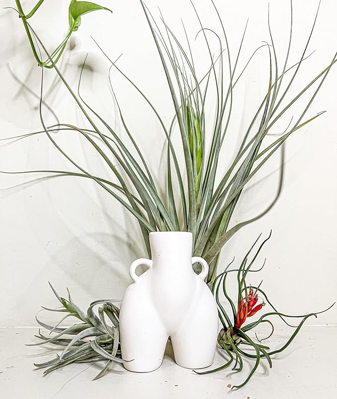 ragnaroc Air Plants - Odin Gift Box - 5ct - Live Arrival Guaranteed - House Plants for Home Decor & Gift