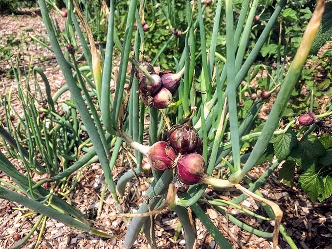 Set 30 Egyptian Walking Onions Bulbs, Large Egyptian Walking Onions Bulbs for Planting, Heirloom Onion Bulb for Planting Outdoors Garden, Perennial and Easy to Plant