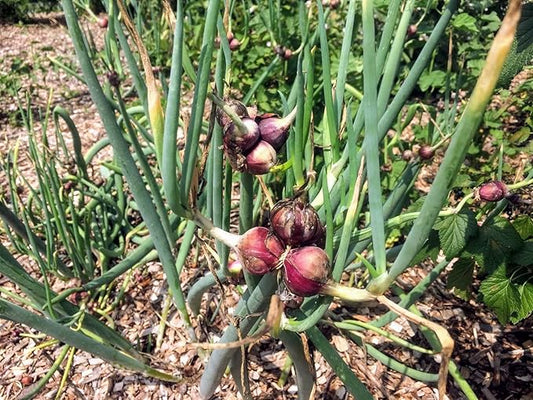 Set 30 Egyptian Walking Onions Bulbs, Large Egyptian Walking Onions Bulbs for Planting, Heirloom Onion Bulb for Planting Outdoors Garden, Perennial and Easy to Plant