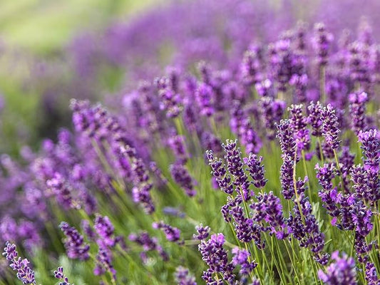 Greenwood Nursery: Live Perennial Plants - Provence Lavender + Lavandula x Intermedia - [Qty: 3X Pint Pots] - (Click for Other Available Plants/Quantities)