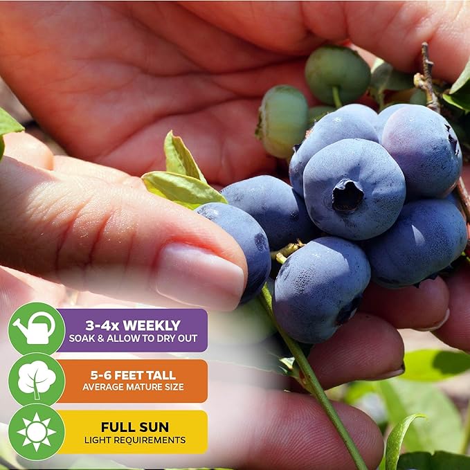 Wellspring Gardens Blueberries Live Plants - Blueberries Starter Plants - Garden Starter (Darrow 2-Pack, Blueberry)