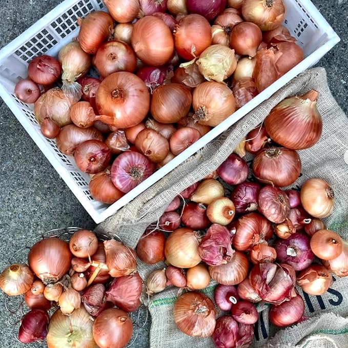 Set 40 of Egyptian Walking Onions Bulbs for Planting, Egyptian Walking Onions Topsets Bulbs for Planting Onion Bulbils, Perennial Fall Planting Gardening Indoor and Outdoor