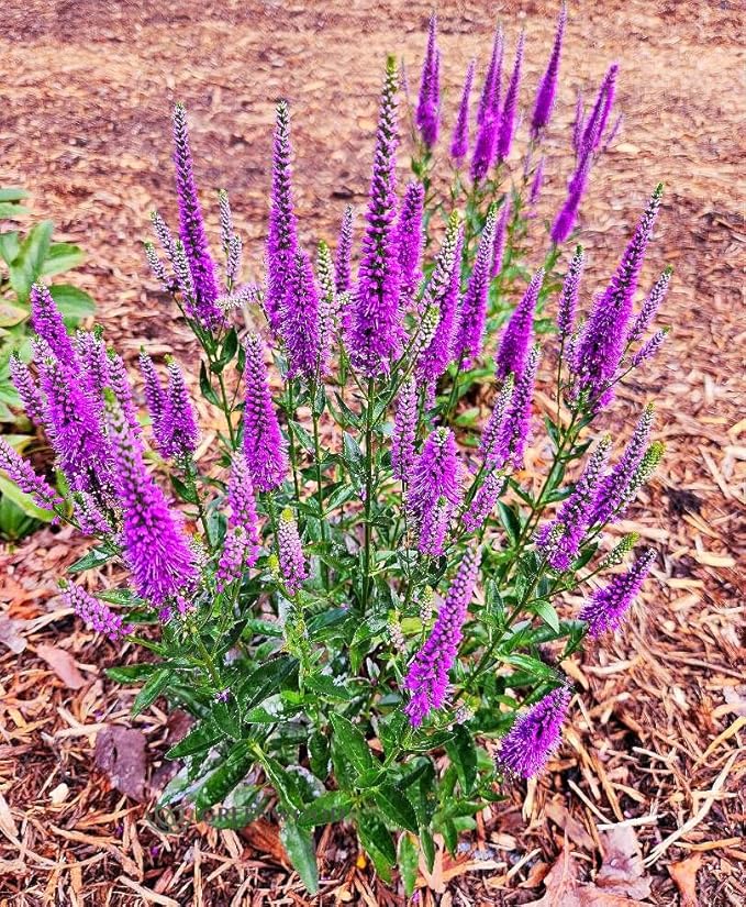 Greenwood Nursery: Live Perennial Plants - 'Very Van Gogh' Spiked Speedwell + Veronica Spicata - [Qty: 1x Pint Pot] - (Click for Other Available Plants/Quantities)