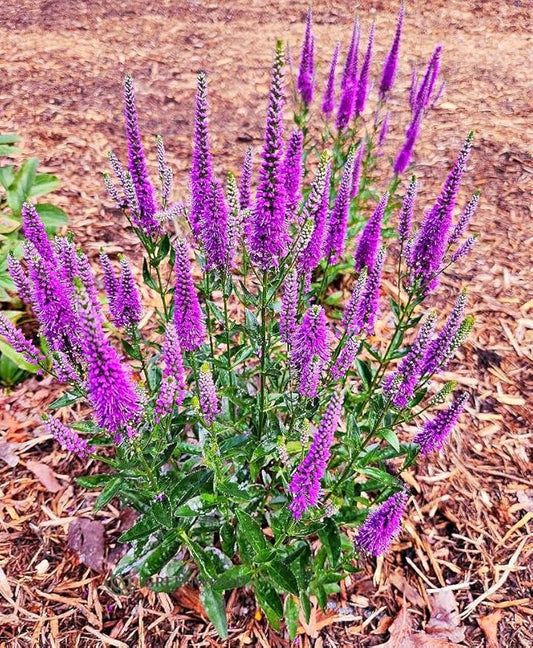 Greenwood Nursery: Live Perennial Plants - 'Very Van Gogh' Spiked Speedwell + Veronica Spicata - [Qty: 3X Pint Pots] - (Click for Other Available Plants/Quantities)