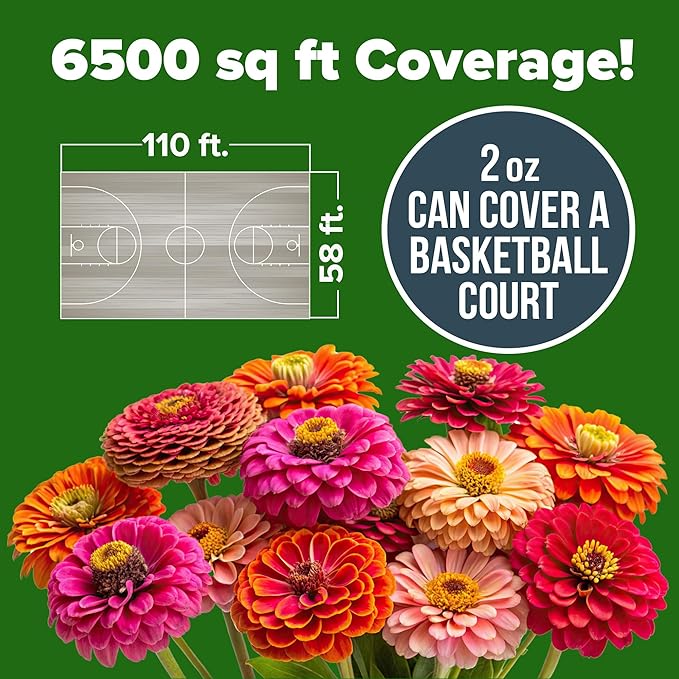 HOME GROWN Zinnia Seeds for 2026 - California Giant Mix - 7,300+ (2 oz) 𝗡𝗢𝗡-𝗚𝗠𝗢 𝗨𝗦𝗔 Plant Wildflower Blooms – Bulk Seeds for Planting Flowers Outside - Pollinator Gardens (Zinnia elegans)