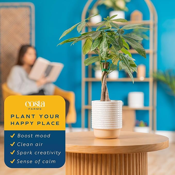 Costa Farms Money Tree Live Plant in Decorative Pot, Air Purifying, Braided Indoor Houseplant, Perfect for Home, Room, or Office Decor, Great House Warming or Birthday Gift, 12-16 Inches Tall