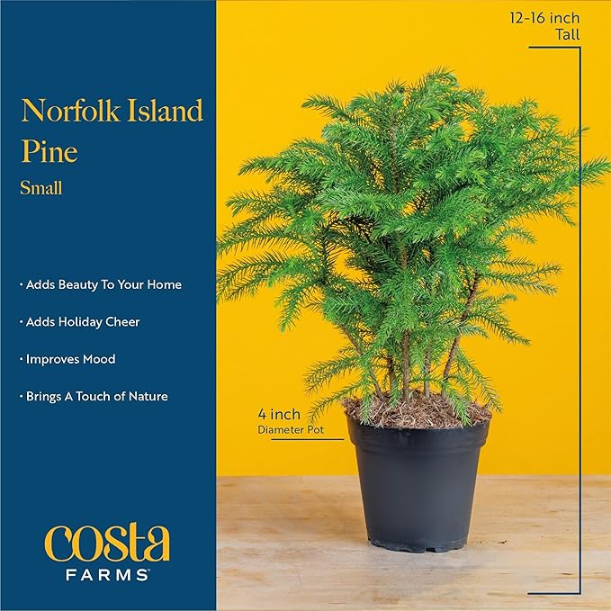 Costa Farms Live Christmas Tree, Small Norfolk Island Pine Plant in Holiday Decorative Plant Pot, Includes Ornament, Indoor Houseplant, Home, Room, or Seasonal Decor, Gift, 10-14 Inches Tall