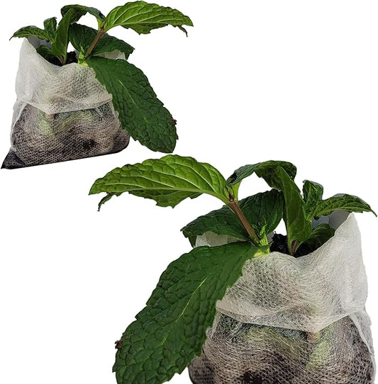 Live Mint Plants. Fragrant, Fresh, Edible. Easy Grow. Indoor/Outdoor. (2 Any Mint Sacs)