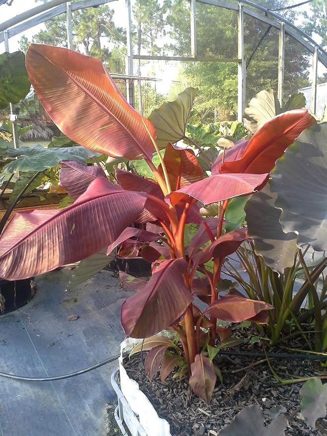 Siam Ruby Banana Tree - 4 Live Starter Plants - Musa - Edible Fruit Bearing Tree for The Patio and Garden
