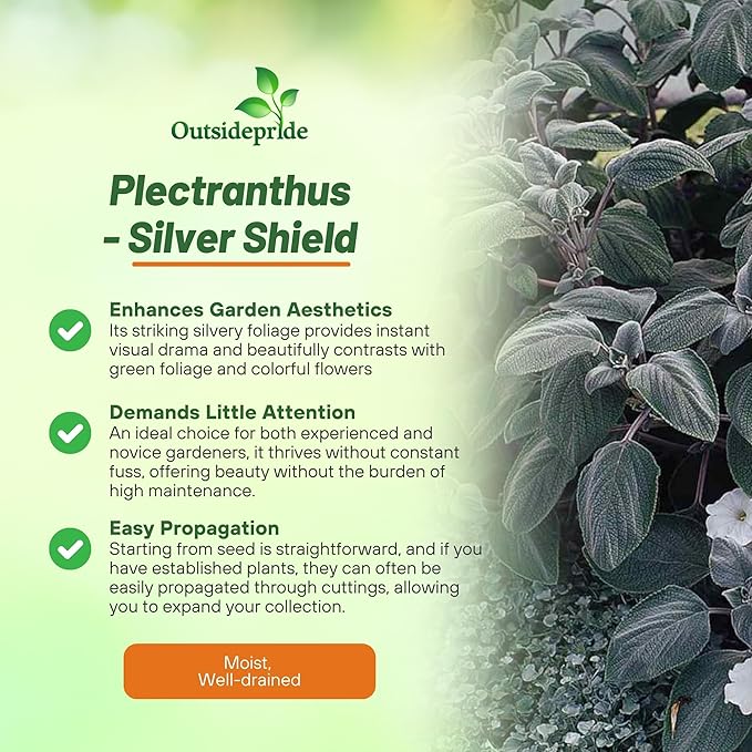 Outsidepride Silver Shield Plectranthus Seeds - 15 Pcs Perennial, Shade-Adapted, Heat-Friendly Plant Seeds for Outdoor Perennials, Attractive Silvery Foliage & Low Maintenance Garden Plants
