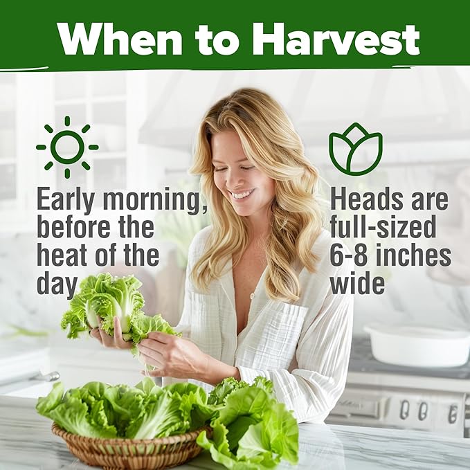 HOME GROWN 𝗨𝗦𝗔 𝗣𝗥𝗘𝗠𝗜𝗨𝗠 Buttercrunch Lettuce Seeds Bulk Pack - 1975 Heirloom 𝗡𝗢𝗡-𝗚𝗠𝗢 Seeds for Hydroponic Garden Indoor Outdoor - Butter Lettuce Vegetable for Planting (Lactuca Sativa)