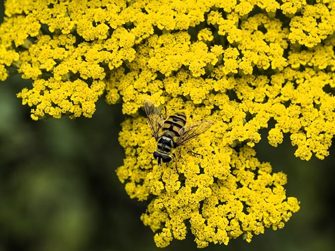 Greenwood Nursery: Live Perennial Plants - Achillea 'Moonshine' Yarrow - [Qty: 1x Pint Pot] - (Click for Other Available Plants/Quantities)