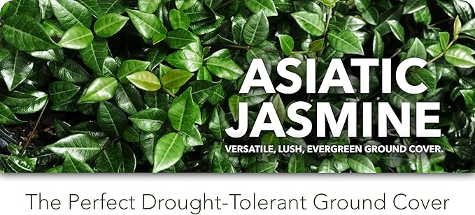 Asiatic Jasmine Minima | 1 Large Gallon Plant | Trachelospermum Asiaticum | Ground Cover, Fast Growing, Low Maintenance Evergreen, Cold Hardy, Drought Tolerant, Dense Growth, Landscaping