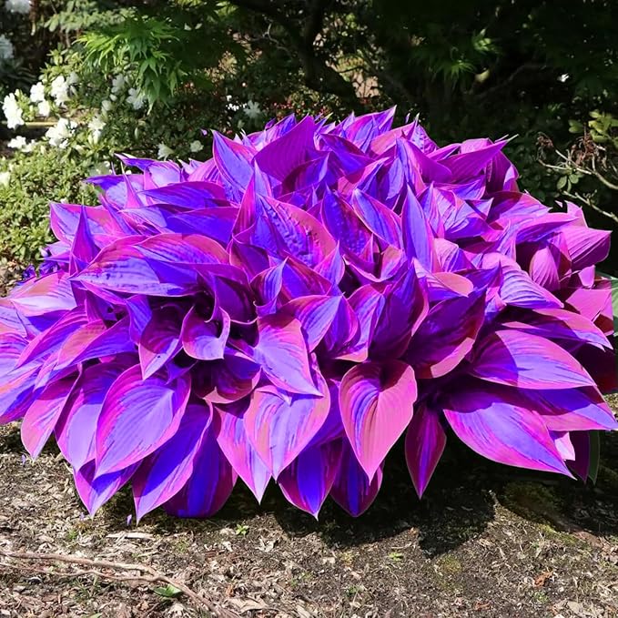 6 Mixed Color Hosta Plants for Growing - Growers Choice, Easy to Grow Hosta Rootstock (6 Plants)