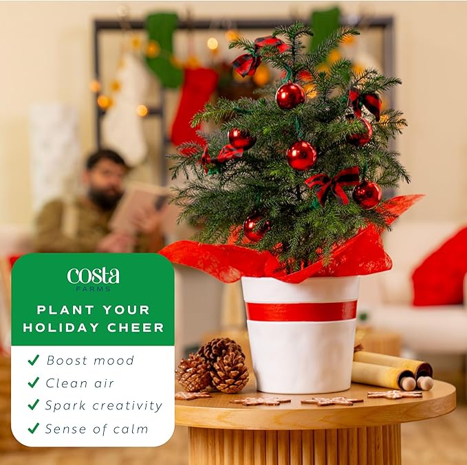 Costa Farms Norfolk Island Pine, Live Christmas Tree Plant in Holiday Decorative Plant Pot, Includes Ornaments, Indoor Houseplant, Holiday Room Décor, Decorations, or Gift, 16-22 Inches Tall
