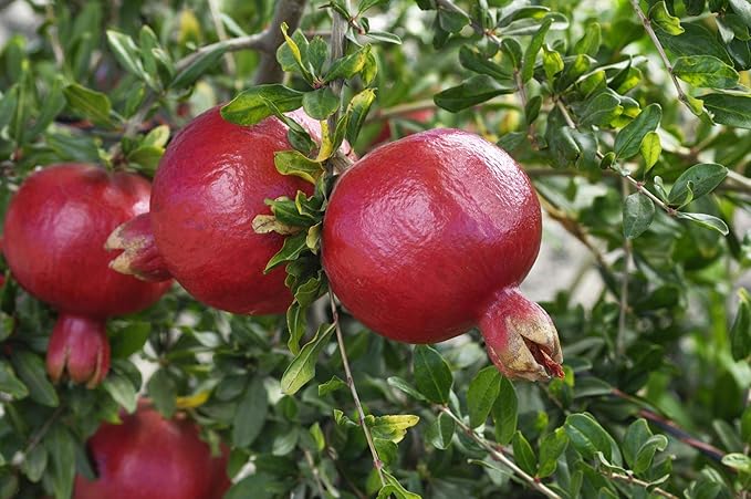 Patio Fruit Plant Variety Pack - 4 Live Starter Plants - One Each of Fig Tree, Blueberry, Pineapple, and Pomegranate - Grower's Choice Starter Plants for Your Edible Garden