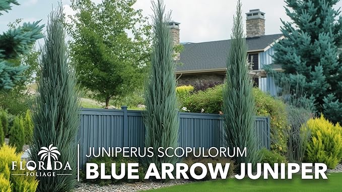 Blue Arrow Juniper | 1 Large Gallon Size Plant | Juniperus Scopulorum | Fast Growing Privacy Screen, Outdoor Evergreen Shrub, Narrow Columnar Shape, Low Maintenance Landscape, Drought Tolerant
