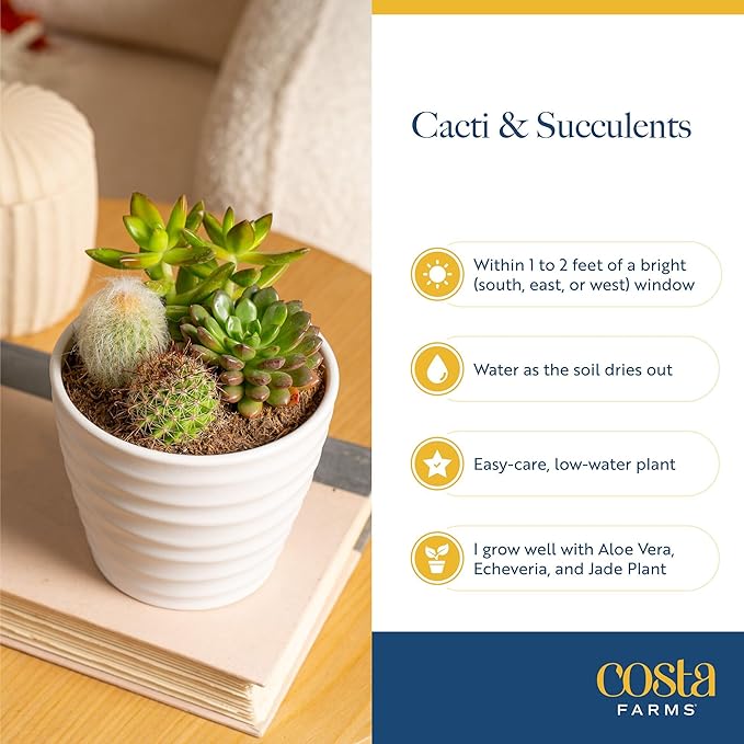 Costa Farms Echeveria, Succulent Live Plant in Decorative Pot, Succulent Indoor Houseplant, Perfect for Home, Room, or Office Decor, Great House Warming or Birthday Gift, 4-6 Inches Tall