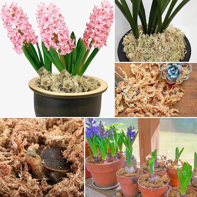 ZeeDix 8 oz Sphagnum Moss for Indoor Plants, Natural Orchid Potting Mix for Repotting, Dried Long Fiber Sphagnum Peat Moss for Carnivorous Plants Succulents Reptile Habitats (Expands to 12 qt)