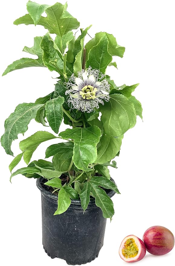 Passion Fruit Plant - Live Plants in a 6 Inch Growers Pot - Edible Fruit Bearing Vine for The Patio and Garden