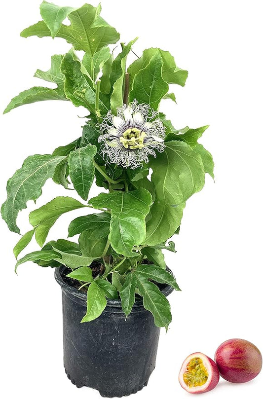Passion Fruit Plant - Live Plants in a 6 Inch Growers Pot - Edible Fruit Bearing Vine for The Patio and Garden