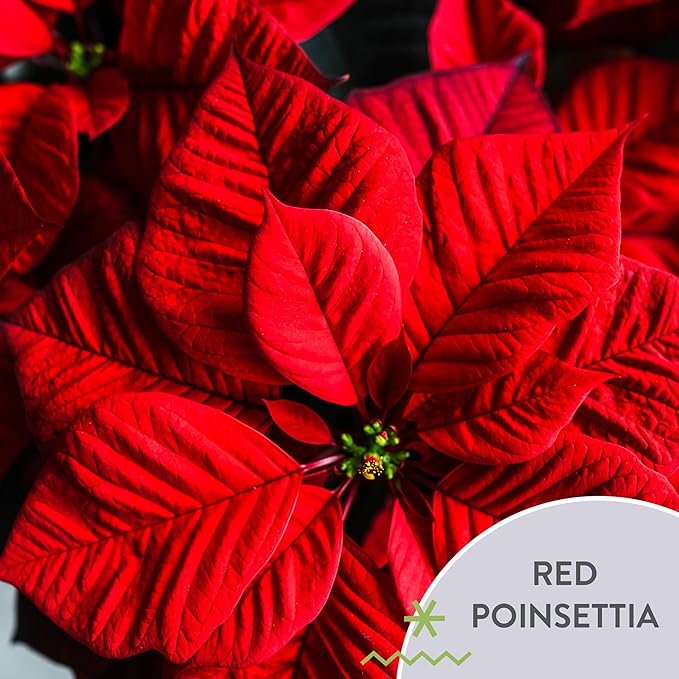 Green Circle Growers 4" Poinsettia Red in Gold Pot Cover, 12 Pack