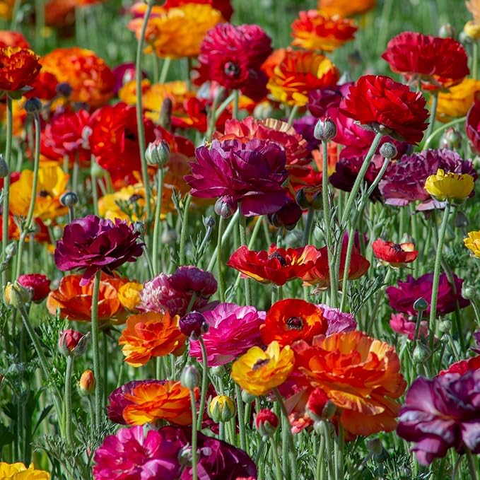 Ranunculus Bulbs - Passion Mix - 40 Bulbs - Mixed Flower Bulbs, Corm Attracts Bees, Attracts Pollinators, Easy to Maintain & Grow, Fragrant, Container Garden