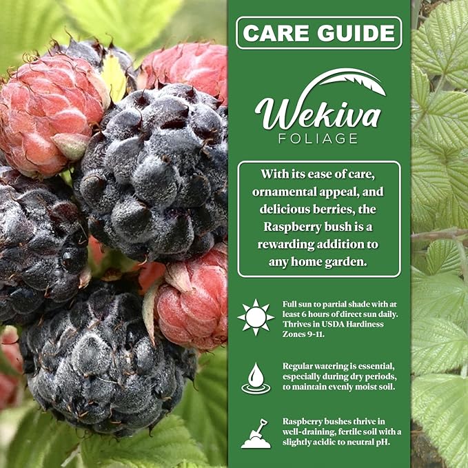 Nantahala Raspberry Bush - 2 Live Plants in 3 Inch Growers Pots - Rubus Linnaeus - Edible Fruit Bearing Bramble Shrub for The Patio and Garden