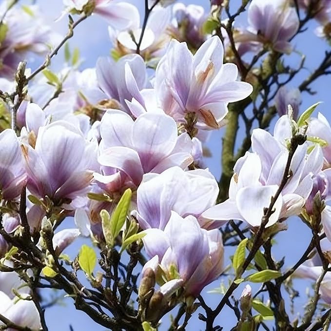 10 Magnolia Flower Seeds for Planting, Mixed Color Perennial Yulania Flower Seed, Non-GMO Heirloom Magnolia Flower Seeds for Home Garden Outdoor