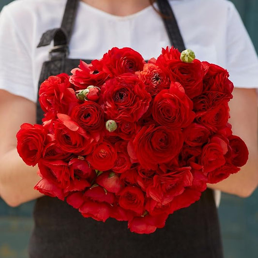Ranunculus Bulbs - Red - 100 Bulbs - Red Flower Bulbs, Corm Attracts Bees, Attracts Pollinators, Easy to Maintain & Grow, Fragrant, Container Garden