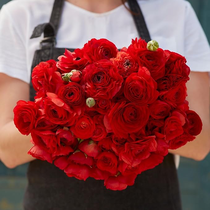 Eden Brothers Ranunculus Bulbs - Red