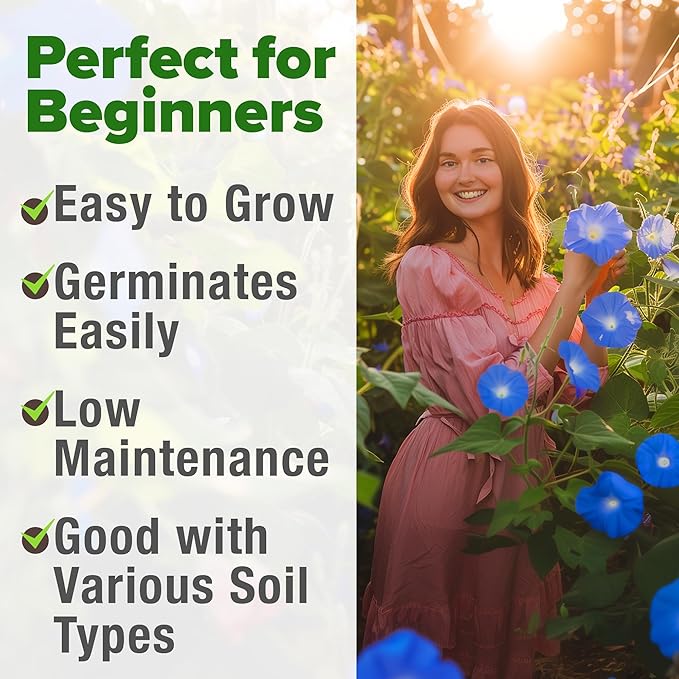 HOME GROWN 𝗨?𝗔 𝗣𝗥𝗘𝗠𝗜𝗨𝗠 Heavenly Blue Morning Glory - 150 Heirloom Seeds for Planting, 𝗡𝗢𝗡-𝗚𝗠𝗢 Ideal for a Flower Garden That Attracts Pollinators and Birds (Ipomoea Tricolor)