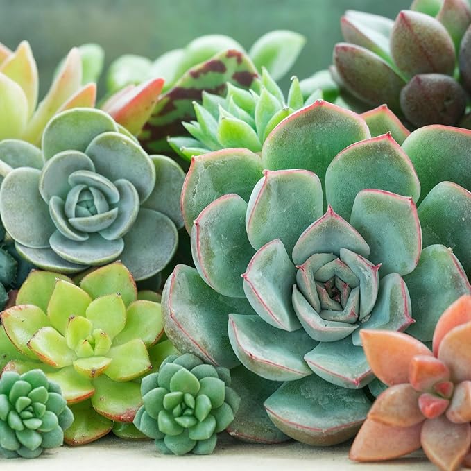 Mountain Crest Gardens Echeveria Succulent Bulk Pack - 50 Live Rosette Plants, 5 Each of 10 Varieties, Rooted in 2 Inch Pots - Succulents for Arrangements, Decor & DIY Projects