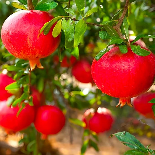 Eversweet Pomegranate Tree Live Plant – Seedless Sweet Pomegranate Plant for Home Garden, Orchard & Outdoor Growing, Hardy Fruit Trees for Sale (Liner/Starter/Potted/Set of 2 Plants)