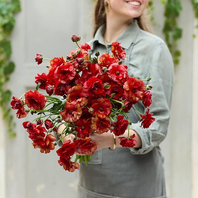 Eden Brothers Butterfly Ranunculus Bulbs - Hades®