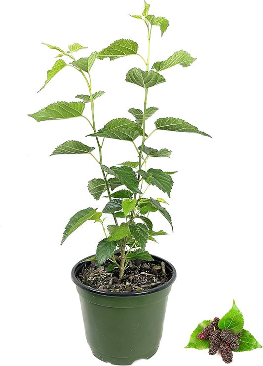 Everbearing Mulberry Tree - 5 Live Plants in 6 Inch Pots - Edible Fruit Tree for The Patio and Garden