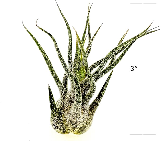 ragnaroc Air Plants - Tillandsia Pruinosa, Large 3-5" - 2ct - Live Arrival Guaranteed - House Plants for Home Decor & Gift