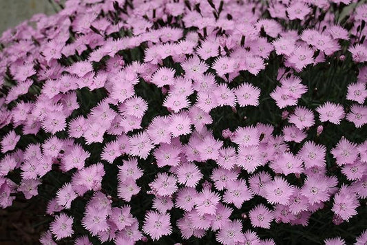 Greenwood Nursery: Live Perennial Plants - Bath's Pink + Dianthus Gratianopolitanus - [Qty: 5X Pint Pots] - (Click for Other Available Plants/Quantities)