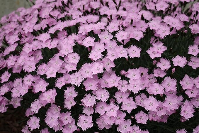 Greenwood Nursery: Live Perennial Plants - Bath's Pink + Dianthus Gratianopolitanus - [Qty: 1x Pint Pot] - (Click for Other Available Plants/Quantities)