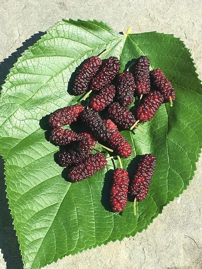 Everbearing Mulberry Tree - 3 Live Plants in 6 Inch Pots - Edible Fruit Tree for The Patio and Garden