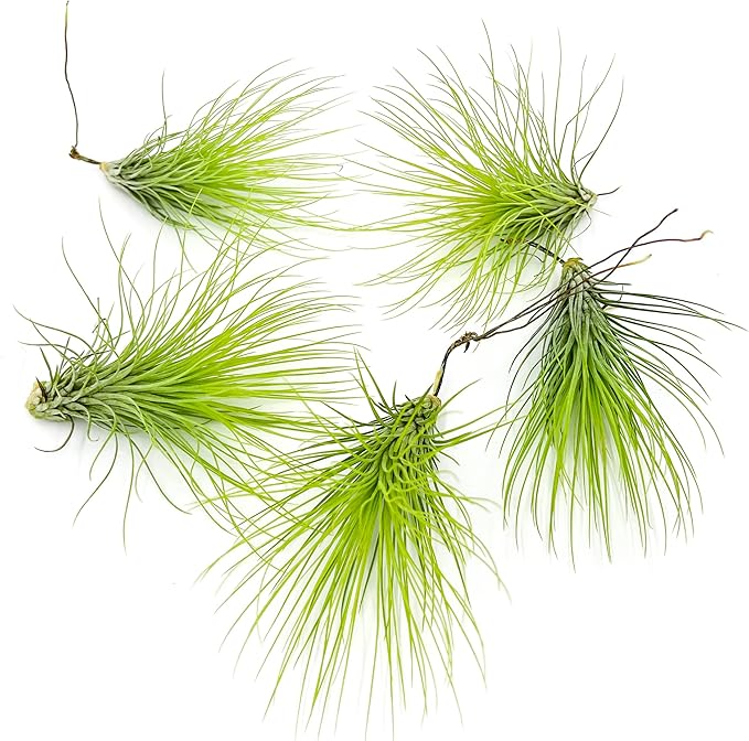 ragnaroc Air Plants - Tillandsia Andreana, Large 4-6" - 5ct - Live Arrival Gauranteed - House Plants for Home Decor & Gift