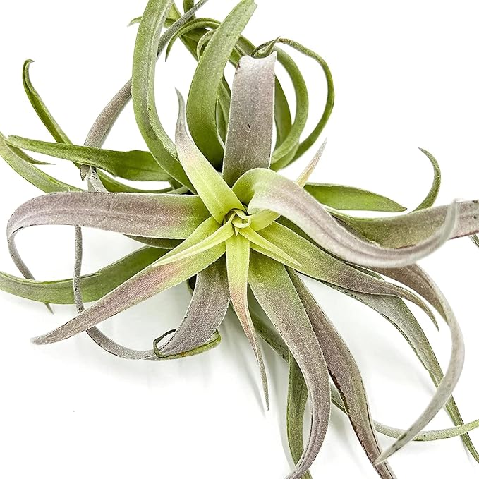 ragnaroc Air Plants - Tillandsia Cacticola, Jumbo 6-9" - 5ct - Live Arrival Guaranteed - House Plants for Home Decor & Gift