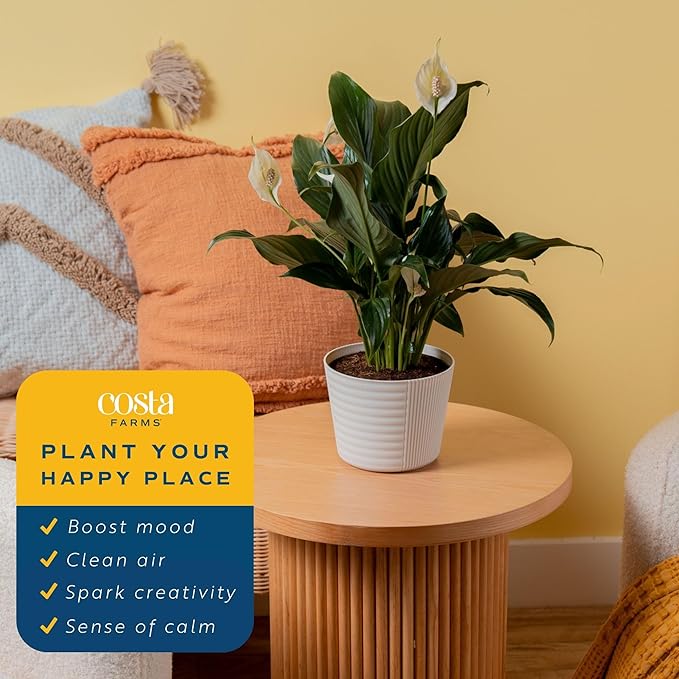 Costa Farms Peace Lily Live Plant in Decorative Plant Pot, Air Purifying Flowering Indoor Houseplant, Perfect for Home, Room, or Office Decor, Great House Warming or Birthday Gift, 14-24 Inches Tall