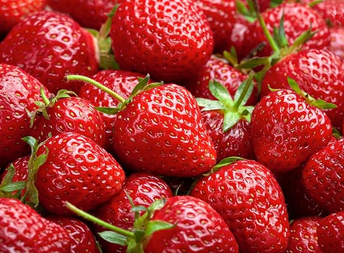 (Best) Jewel Strawberry Plants - Bare Root Plants to Grow Strawberries - Ready to Ship - (5 Strawberry Plants)
