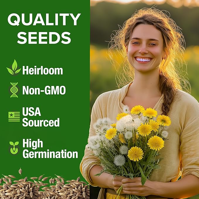 HOME GROWN 𝗨𝗦𝗔 𝗣𝗥𝗘𝗠𝗜𝗨𝗠 Dandelion Seeds for Planting – 600 Heirloom Medicinal Herb Seeds (~0.3g) 𝗡𝗢𝗡-𝗚𝗠𝗢 Grow Edible Leaves and Flowers for Remedies or Wildlife (Taraxacum officinale)